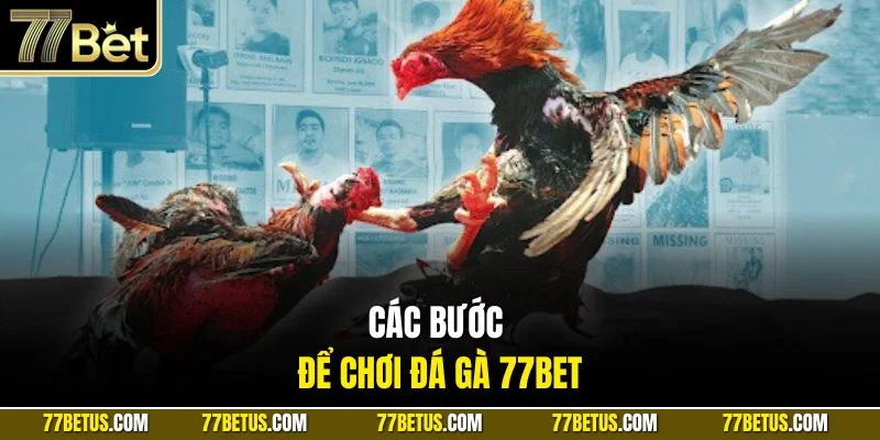 Các bước để chơi đá gà 77BET
