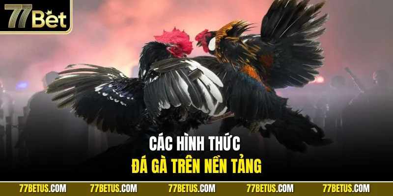 Các hình thức đá gà trên nền tảng