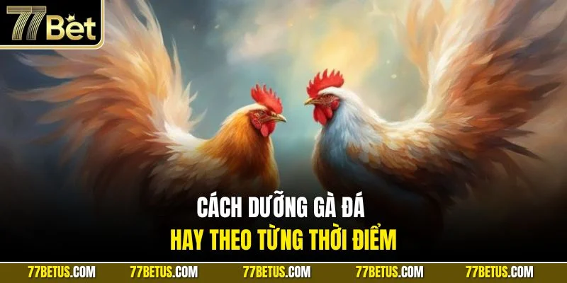 Cách dưỡng gà đá hay theo từng thời điểm