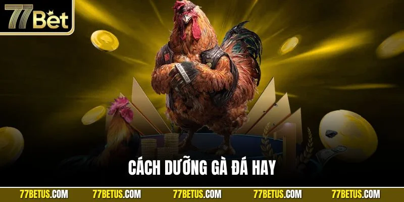 Cách dưỡng gà đá hay
