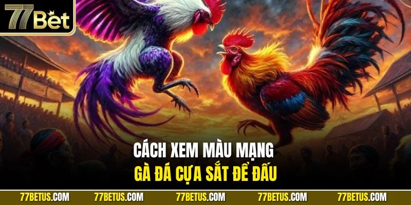 Cách xem màu mạng gà đá cựa sắt để đấu