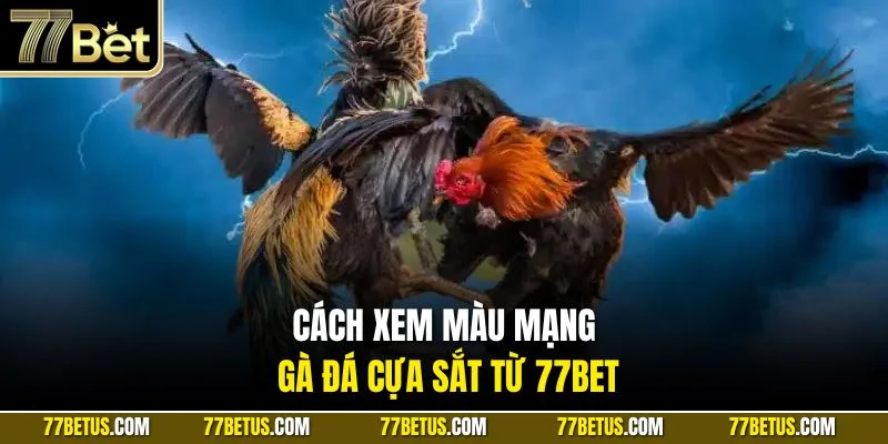 Cách xem màu mạng gà đá cựa sắt từ 77BET