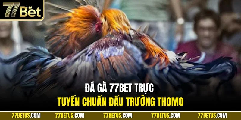 Đá gà 77Bet trực tuyến chuẩn đấu trường Thomo