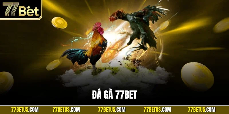 Sảnh Đá gà 77BET