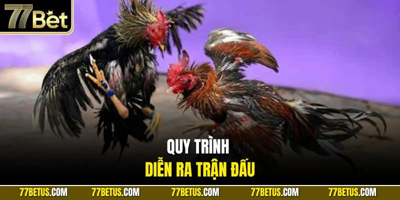 Quy trình diễn ra trận đấu